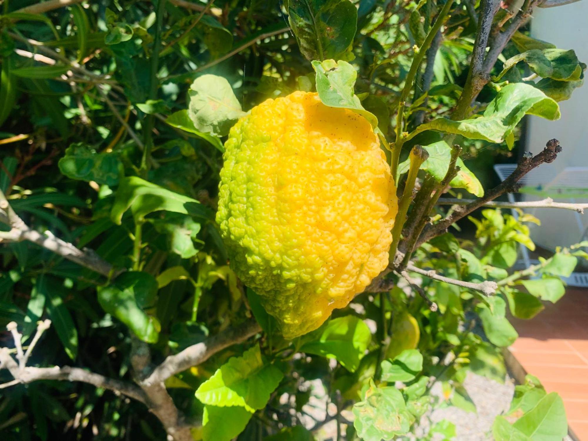 Case Dei Limoni Sul Mare Capoliveri  Exterior foto